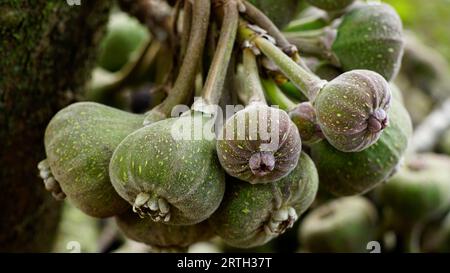 Ficus auriculata, le fruit est vert brunâtre, la tige du fruit est longue, la surface de la peau est finement poilue et les points sont jaunes. Banque D'Images