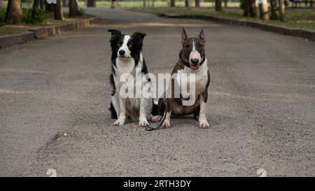 Bull terrier et border collie à l'extérieur. Deux chiens en promenade. Banque D'Images