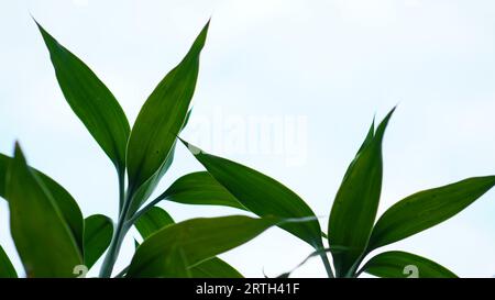 Dracaena sanderiana a des feuilles vertes de forme ovale pointues sur un fond de ciel nuageux. Banque D'Images