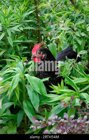 Black Sussex / Daisy Belle poule dans un jardin accueillant les poulets Banque D'Images