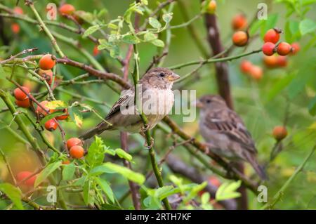 Troupeau de passer domesticus aka Moineau de maison dans son habitat sur le champ près de la zone résidentielle. Assis sur la branche du brier. Banque D'Images