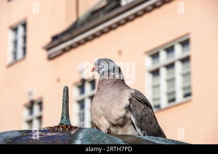 Un pigeon buvant à la source d'eau d'une fontaine dans le cadre urbain de la ville de Trelleborg, comté de Skane, Suède. Banque D'Images