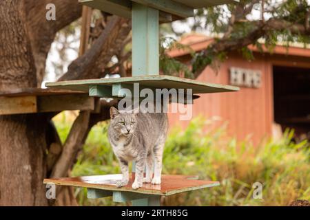 Chats au Lanai Cat Sanctuary, Lanai Island, Hawaii, USA Banque D'Images