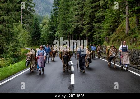 Suisse annuelle Alpabfahrt Cattle DriveOut amener les bovins des pâturages d'été aux quartiers d'hiver Vallée de Grimselsee à Guttannen Oberland bernois les bovins vêtus de fleurs pour la cérémonie d'Alpabfahrt-The Drive Out- sont achetés des hauts pâturages d'été dans la vallée de Grimselsee aux quartiers d'hiver à Guttannen dans les hautes Alpes suisses de la Oberland bernois. Photographie de crédit : BRIAN HARRIS/Alamy Live News Banque D'Images