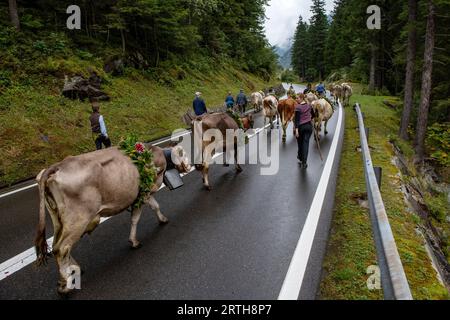 Suisse annuelle Alpabfahrt Cattle DriveOut amener les bovins des pâturages d'été aux quartiers d'hiver Vallée de Grimselsee à Guttannen Oberland bernois les bovins vêtus de fleurs pour la cérémonie d'Alpabfahrt-The Drive Out- sont achetés des hauts pâturages d'été dans la vallée de Grimselsee aux quartiers d'hiver à Guttannen dans les hautes Alpes suisses de la Oberland bernois. Photographie de crédit : BRIAN HARRIS/Alamy Live News Banque D'Images