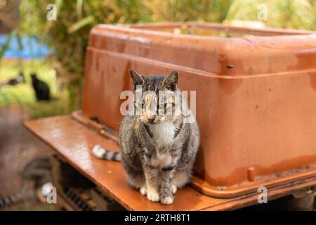 Chats au Lanai Cat Sanctuary, Lanai Island, Hawaii, USA Banque D'Images