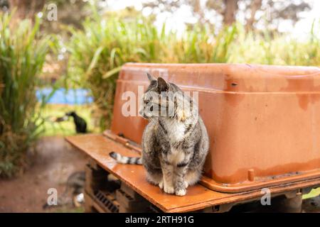 Chats au Lanai Cat Sanctuary, Lanai Island, Hawaii, USA Banque D'Images