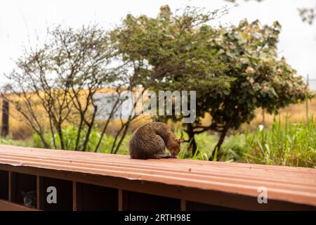 Chats au Lanai Cat Sanctuary, Lanai Island, Hawaii, USA Banque D'Images