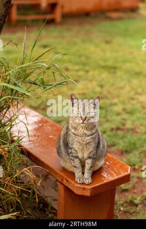 Chats au Lanai Cat Sanctuary, Lanai Island, Hawaii, USA Banque D'Images