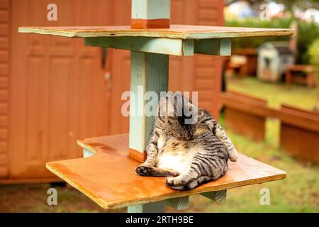 Chats au Lanai Cat Sanctuary, Lanai Island, Hawaii, USA Banque D'Images