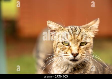 Chats au Lanai Cat Sanctuary, Lanai Island, Hawaii, USA Banque D'Images