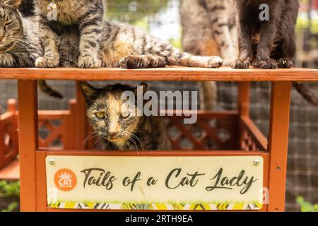 Chats au Lanai Cat Sanctuary, Lanai Island, Hawaii, USA Banque D'Images