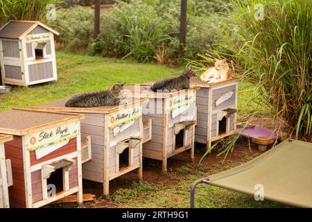 Chats au Lanai Cat Sanctuary, Lanai Island, Hawaii, USA Banque D'Images