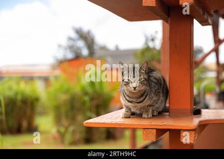 Chats au Lanai Cat Sanctuary, Lanai Island, Hawaii, USA Banque D'Images