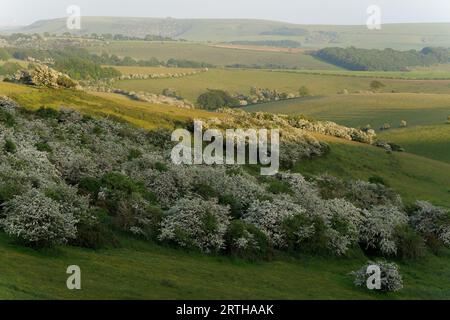 Blackthorn-Prunus spinosa en fleurs dans le parc national des South Downs, Brighton, East Sussex, Angleterre, Royaume-Uni Banque D'Images