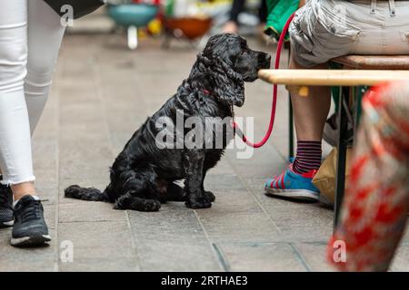 Très occupé et chien, en attente par son propriétaire. L'air triste, les chiens attendent avec leurs propriétaires Banque D'Images