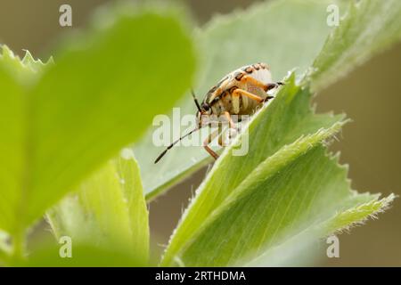 Pentatomidae Carpocoris Kolenati sur feuille verte, Alcoi, Espagne Banque D'Images