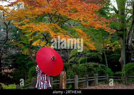 Femme portant kimono tenant un porte-parapluie rouge sous l'érable Banque D'Images