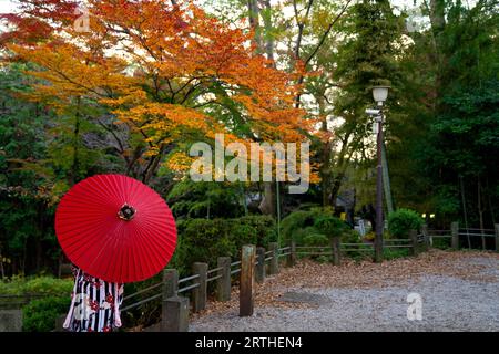 Femme portant kimono tenant un porte-parapluie rouge sous l'érable Banque D'Images