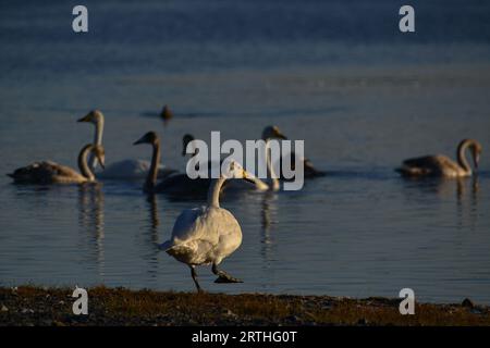 Une famille de cygnes nage dans le lac Banque D'Images