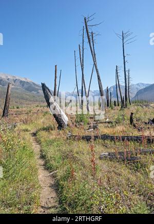 Sentier de randonnée parmi les accrocs de feu de forêt dans le parc national Kootenay, Colombie-Britannique, Canada Banque D'Images