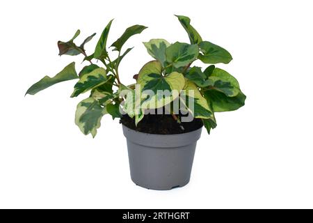 Plante 'Houttuynia cordata Chameleon' verte et jaune en pot de fleurs sur fond blanc Banque D'Images