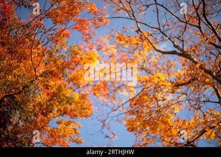 Feuilles d'érable colorées en saison d'automne accrochées à la branche avec fond flou, prises du Japon. Banque D'Images