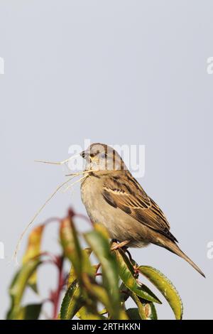 Moineau domestique femelle (passer domesticus) assis dans un buisson dans le jardin avec du matériel de nidification dans son bec Banque D'Images