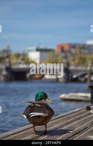 Mallard sur une jetée sur les rives de la rivière Amstel à Amsterdam, pays-Bas au printemps Banque D'Images
