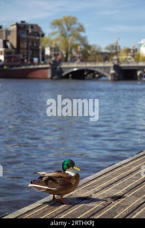 Mallard sur une jetée sur les rives de la rivière Amstel à Amsterdam, pays-Bas au printemps Banque D'Images