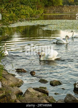 Un groupe de Cygnus nageant à Duddingston Loch, Édimbourg, Écosse, Royaume-Uni Banque D'Images