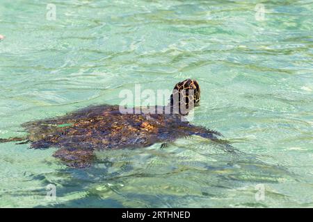 Une tortue verte (Chelonia mydas) nage dans les eaux turquoises au large de Big Island, Hawaï, États-Unis Banque D'Images