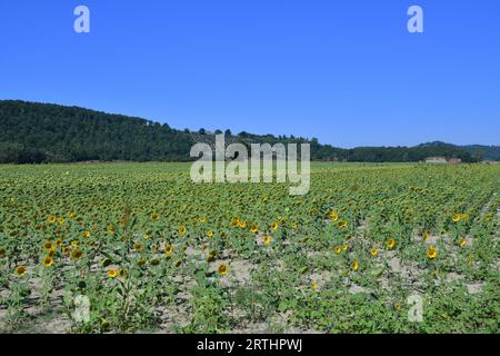 Un champ de tournesols dans la région Ombrie en Italie. Banque D'Images