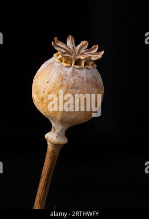 Pavot à opium : Papaver somniferum. Tête de semence. Suirrey, Royaume-Uni Banque D'Images