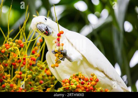 Un cacatoès sauvage à crête jaune repéré en train de manger sur Fitzroy Island, Queensland, Australie Banque D'Images