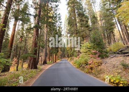 Les généraux l'autoroute à Sequoia National Park en Californie, USA Banque D'Images