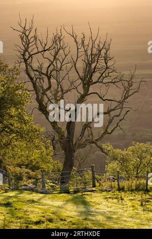 Frêne mort (peut-être causé par le dépérissement du frêne, une maladie fongique qui est maintenant répandue), sur les félins au-dessus de Huberholme, Upper Wharfedale, Yorkshire Dales. Banque D'Images