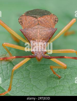 Vue complète d'un insecte brun à pattes jaunes, sur une feuille verte (Box Bug, Gonocerus acuteangulatus) Banque D'Images