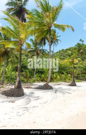 Belle plage et nature près de Peniche à Bahia Brésil Banque D'Images