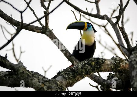 Gros plan d'un toucan coloré à gorge blanche (Ramphastos tucanus) sur un arbre sur fond blanc Banque D'Images