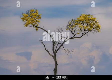 Ipie jaune à floraison avec deux branches sur fond de ciel nocturne défocalisé, Chapada dos Guimaraes, Mato Grosso, Brésil Banque D'Images