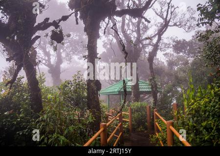 Une promenade en bois mène à travers la forêt Mossy dans les Cameron Highlands en Malaisie. La forêt est couverte de brume Banque D'Images