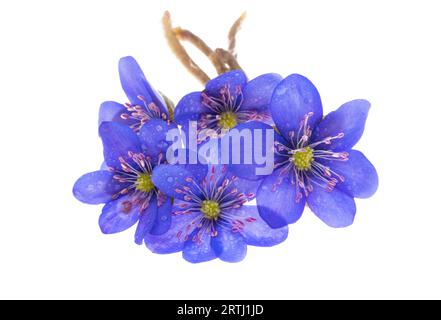 Hepatica nobilis isolé sur fond blanc Banque D'Images