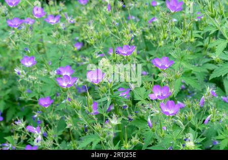 Fleurs violettes Geranium sylvaticum, nom commun comme bec de cranesbill de bois ou géranium des bois. Banque D'Images