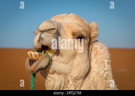 Drôle de chameau exposant des dents dans le désert du sahara, Merzouga, Maroc Banque D'Images