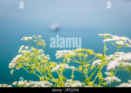 Hougweed blanc fleuri au lac Ohrid, Macédoine du Nord Banque D'Images
