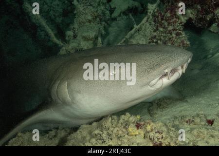Gros plan de la tête du requin nourrice (Nebrius ferrugineus) gisant dans une petite grotte, océan Pacifique, île de Yap, État de Yap, îles Caroline, FSM, fédéré Banque D'Images