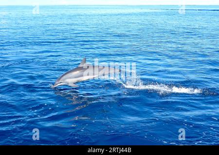 Pacific Dolphin Spinner Dolphin le dauphin à long bec (Stenella longirostris) saute hors de l'eau plonge dans la mer, l'océan Pacifique Banque D'Images