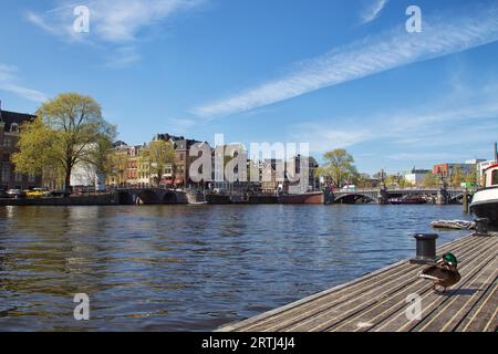 Mallard sur une jetée sur les rives de la rivière Amstel à Amsterdam, pays-Bas au printemps Banque D'Images