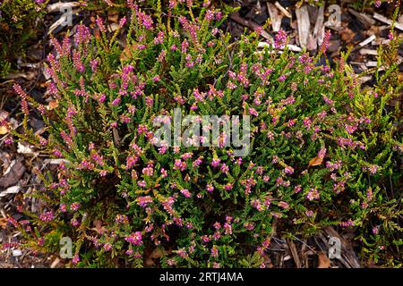 Gros plan sur les fleurs violet pâle de l'arbuste de jardin vivace à faible croissance calluna vulgaris Crimson Glory. Banque D'Images